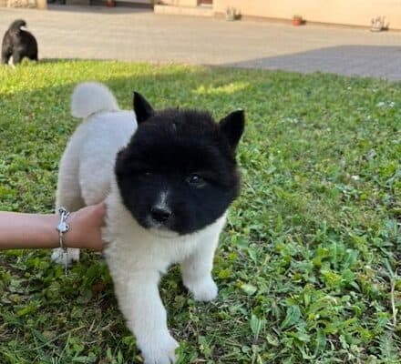 Američka akita