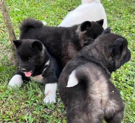 Američka akita