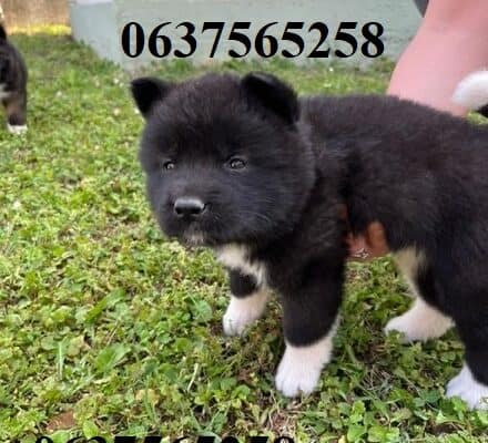 Američka akita