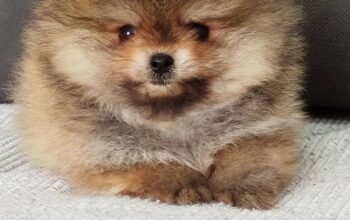 Prelepi stenci pomeranskog spica