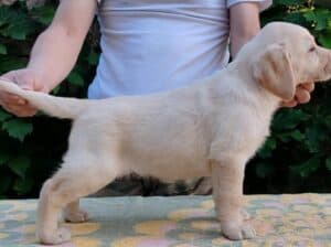 Štenci Labrador retrivera