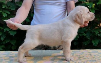 Štenci Labrador retrivera