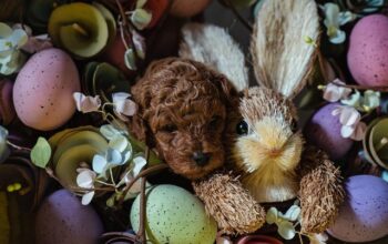 Crvene patuljaste i toy pudle