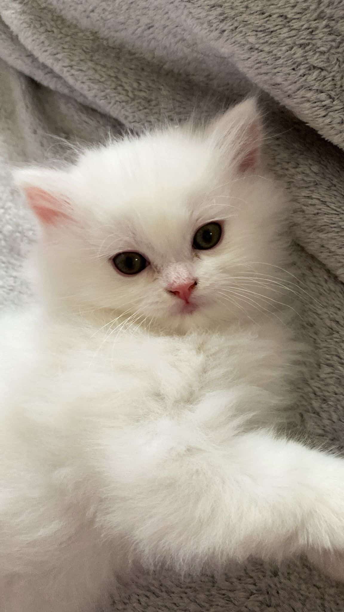 Slika naloga