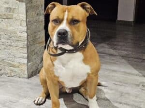Pitbul za parenje