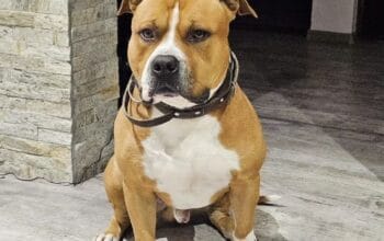 Pitbul za parenje