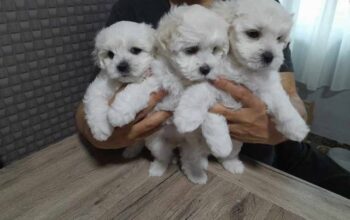 bolonjski pas,bolonjezer