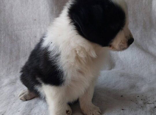 Border koli/collie štenci