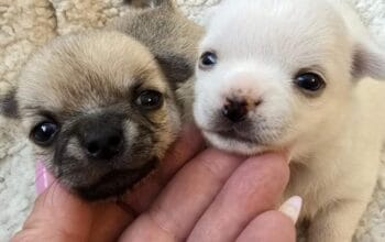 Čivava ekstra mini štenci 