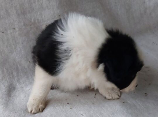 Border koli/collie štenci