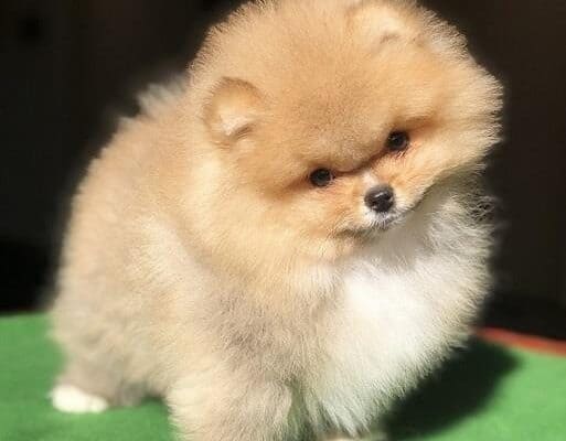 Pomeranac BOO štenci vrhunskog kvaliteta
