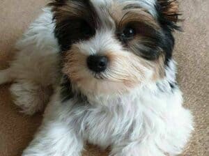 Yorkie puppies for adoption