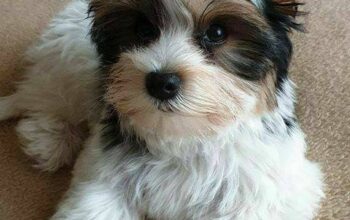 Yorkie puppies for adoption