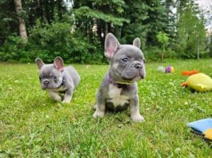 Adorable Frenchie puppies for sale