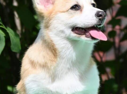 Velski korgi/Welsh Corgi Pembroke