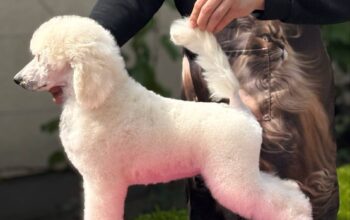 Velika kraljevska pudla