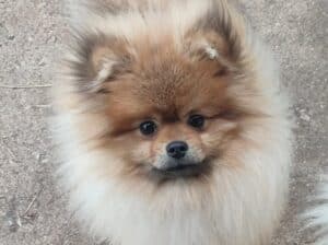 Pomeranci spic