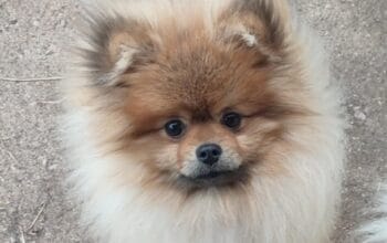 Pomeranci spic