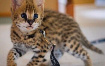 African Serval Kittens
