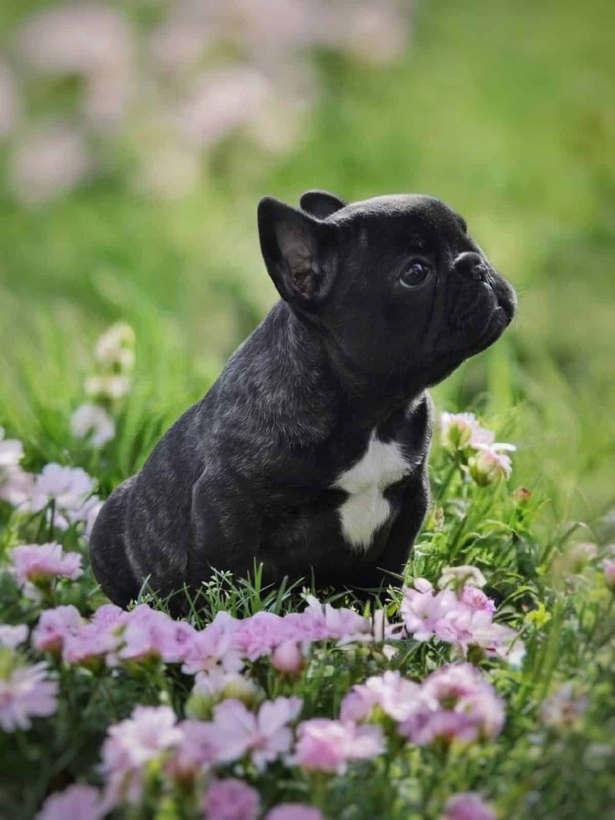Francuski Buldog prelepi štenci - MyPets