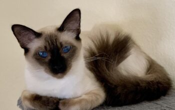 Balinese Kittens