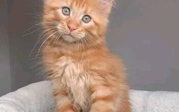 Maine Coon Kittens
