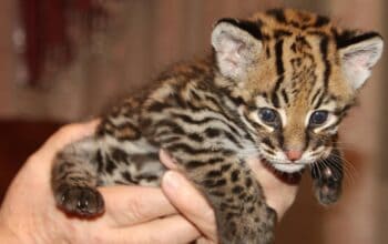 Ocelot Kittens