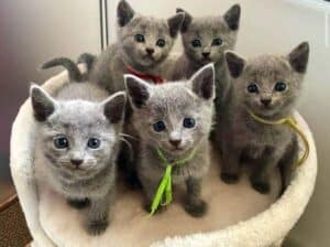 Russian Blue Kittens