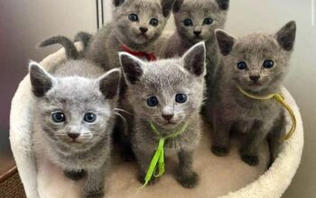 Russian Blue Kittens