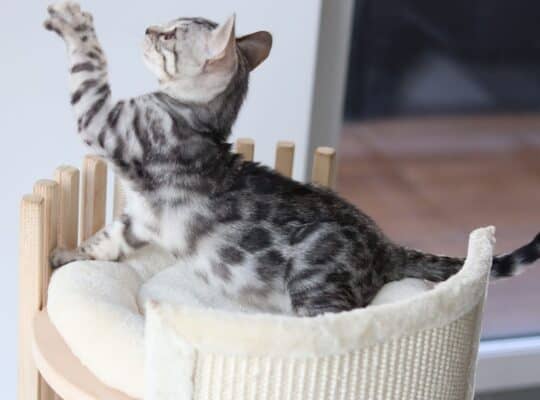 Brown/Silver/Charcoal/Snow Bengal Kittens