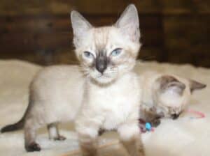 Brown/Silver/Charcoal/Snow Bengal Kittens
