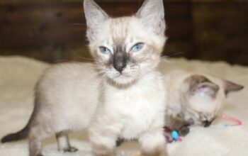Brown/Silver/Charcoal/Snow Bengal Kittens