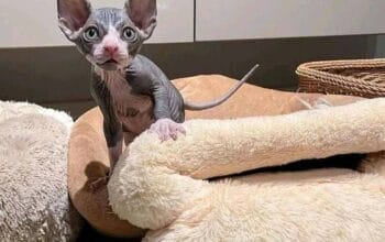 Sphynx Kittens