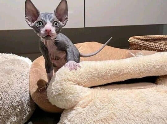 Sphynx Kittens