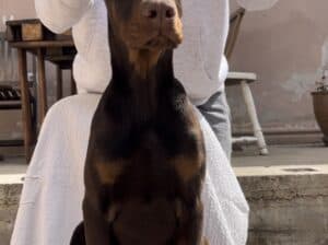 Doberman muško štene