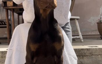 Doberman muško štene