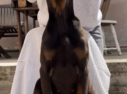 Doberman muško štene