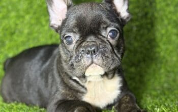 Francuski Buldog prelepi štenci