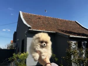 Pomeranac BOO medvedići, Pomeranski Špic štenci