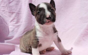 Mini Bull terijer štenci