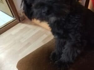 Maltipoo štene