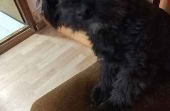 Maltipoo štene