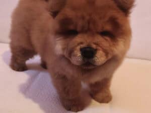 Chow Chow (Čau Čau)