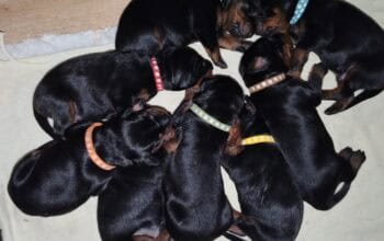 Doberman štenci na prodaju