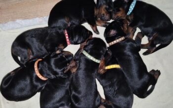 Doberman stenci na prodaju