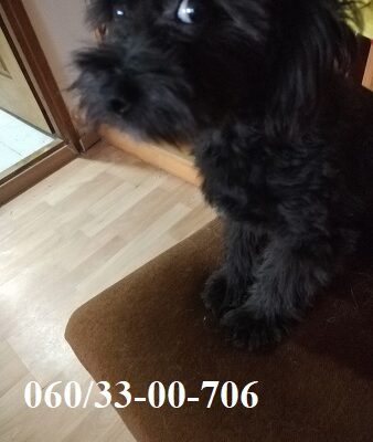 Maltipoo štene