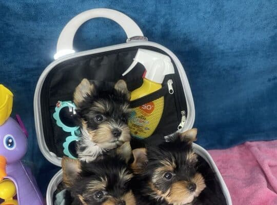 Yorkshire Terrier štenci