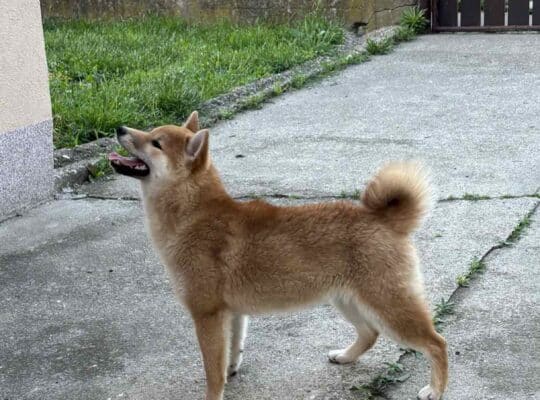 Na prodaju žensko štene Shiba inu