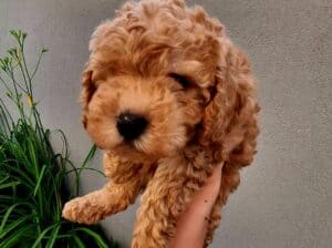 Pudla