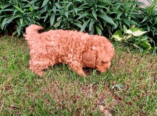 Pudla